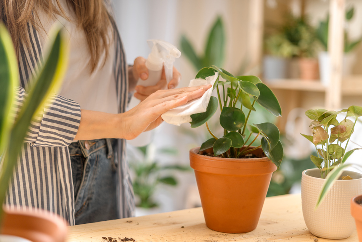 Influencia de las plantas en la salud emocional