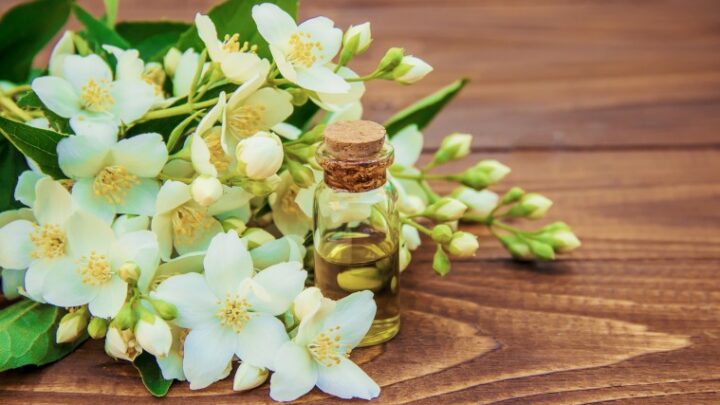 Beneficios del aceite esencial de jazmín