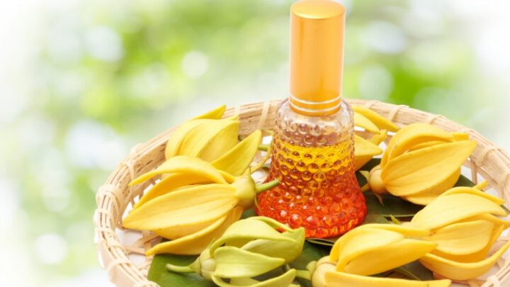 Propiedades y beneficios del aceite ylang ylang